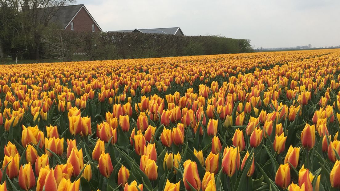 Tulpenveld in Graauw