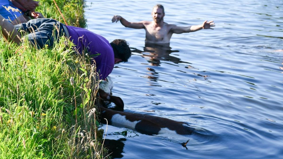112 Nieuws: Koe gered uit kanaal in Daarlerveen | Motorrijder gewond in Enschede