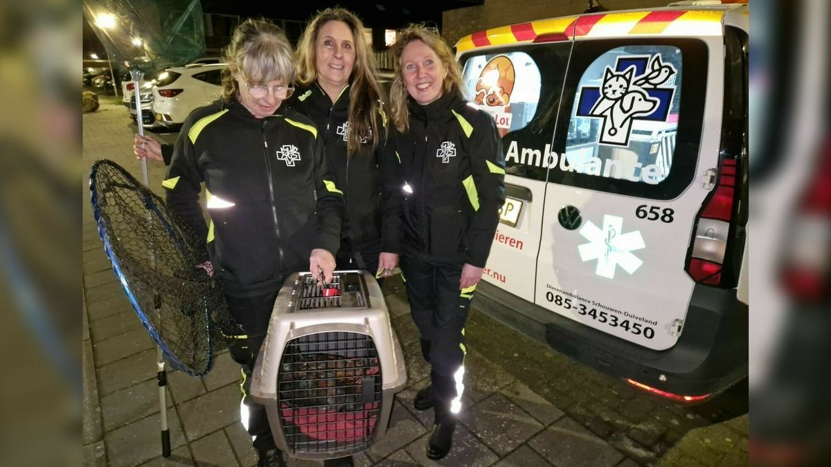 'Dat is één!': Dierenambulance vangt haan in woonwijk Zierikzee