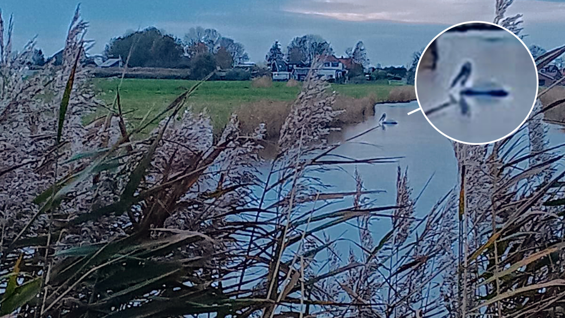 Ontsnapte pelikaan duikt op in polder: 'Toen ik de snavel zag, wist ik het meteen'