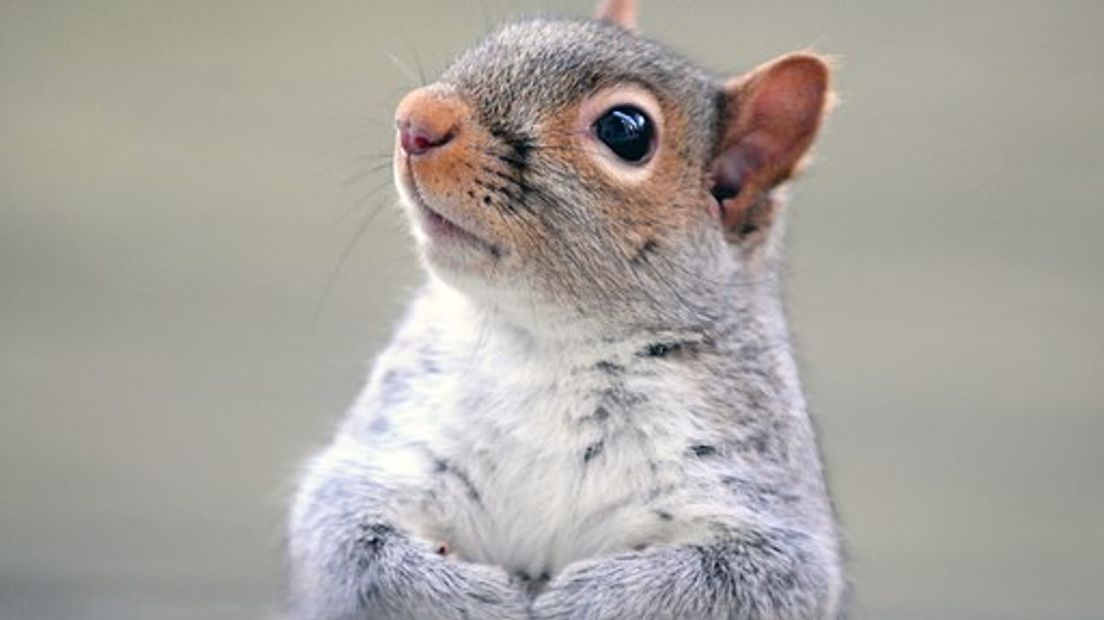 Je kunt zondag een huisje timmeren voor Eddy de eekhoorn en zijn vriendjes (Rechten: Pixabay.com)