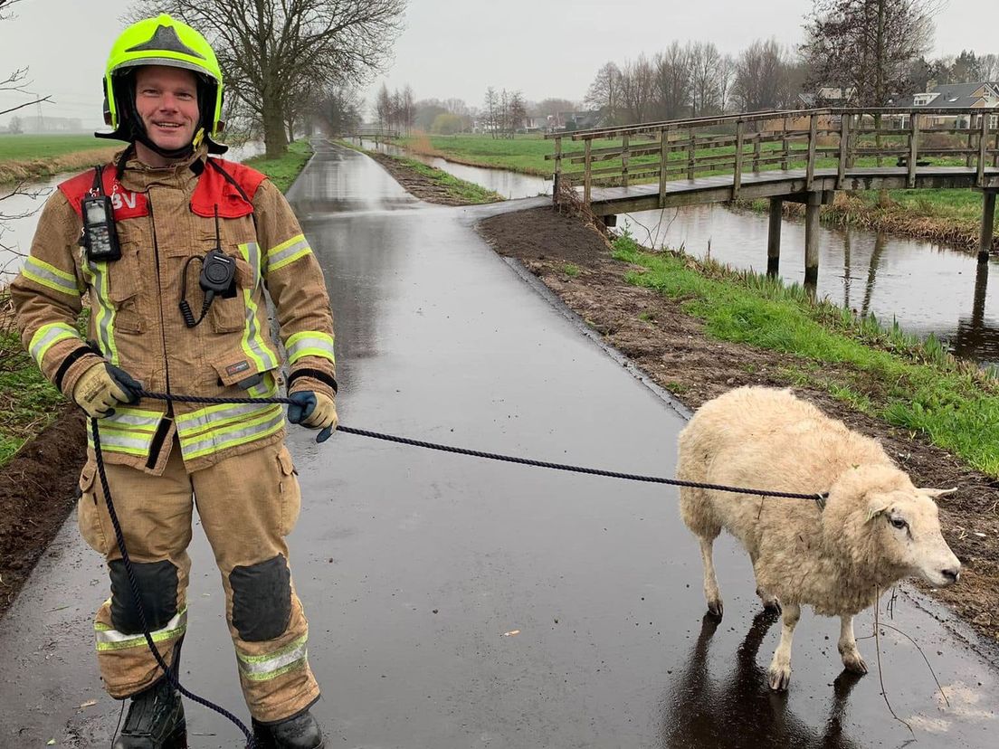 Bevelvoerder Marcel Henderson van de brandweer met een van de schapen die het verdrinkingsdrama overleefde
