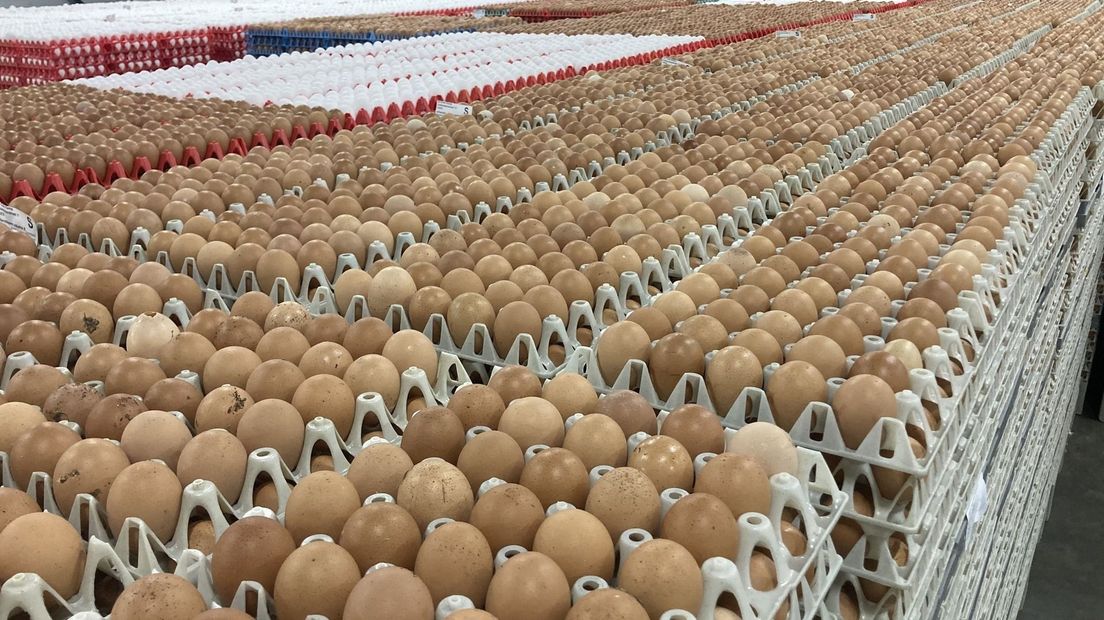 Tûzenen aaien by Frisian Egg yn Drachten