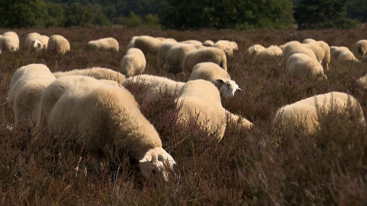 Droogte en hitte zetten schaapskudde onder druk
