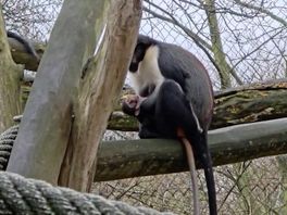 Nieuw leven in Blijdorp: Dianameerkatje klampt zich vast aan moeder.