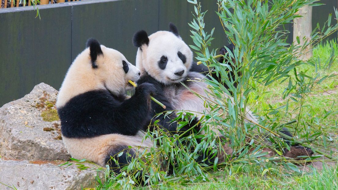 Fan Xing en moeder Wu Wen genieten van bamboescheuten.