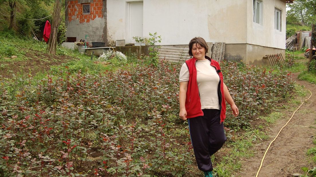 Vrouwen van Srebrenica putten veel troost uit hun werk met bloemen (Rechten: Andries Ophof)