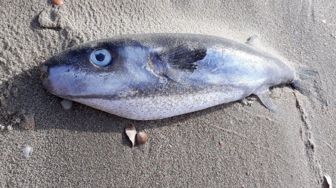 Op het strand van Renesse is een zogenaamde hazenkopvis gevonden