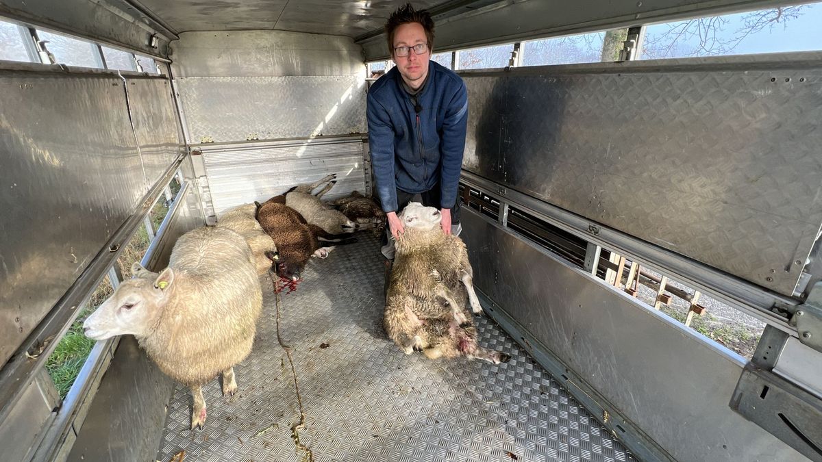 Negende aanval bij schapenhouder in Vledder, ondanks wolfwerend hek
