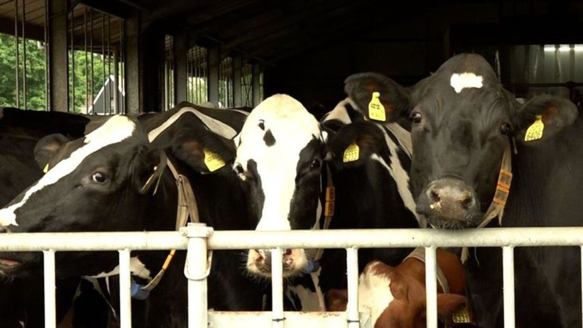 Foto: Tot anderhalf miljard goedkoper en met minder boeren: zo had de uitkoopregeling ook gekund