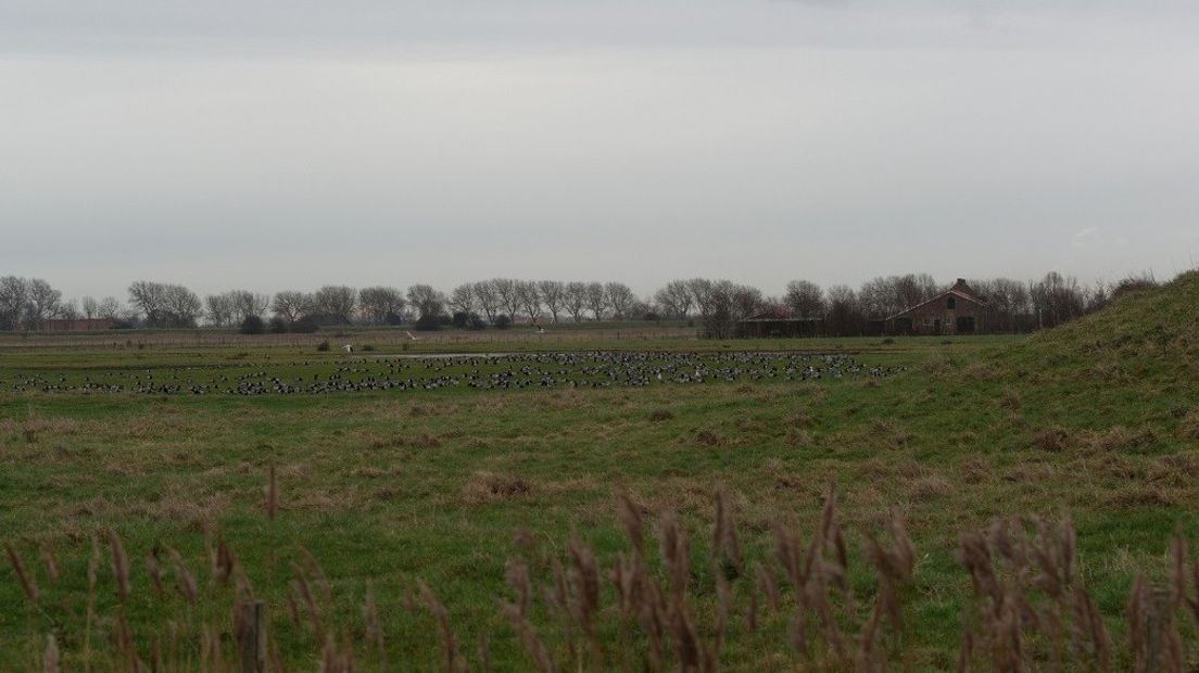 Vogelbroedgebied richting Zanddijk.