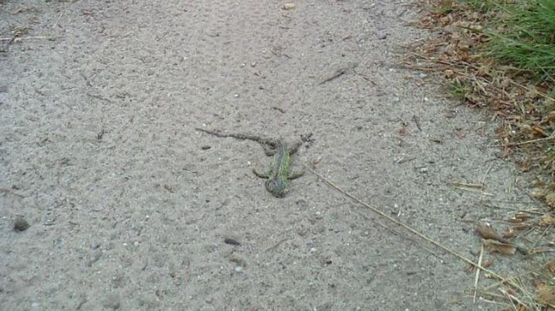 Een dood aangetroffen reptiel op ATB-pad Sallandse heuvelrug