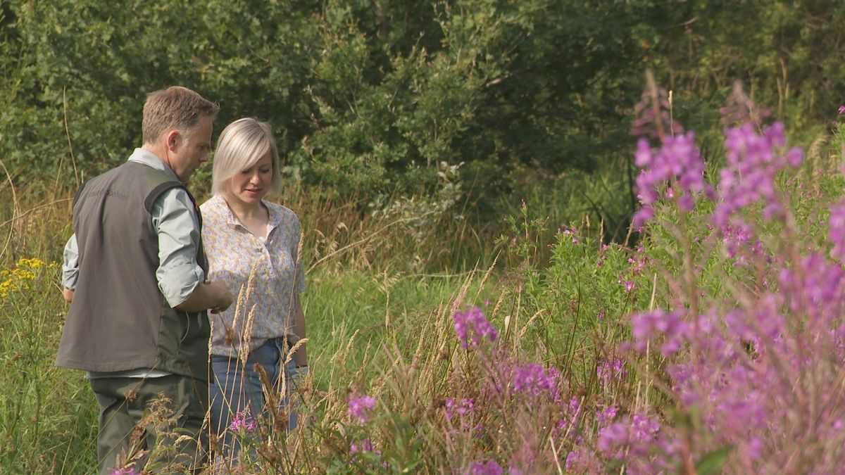 Bekijk een wilder Drents-Friese Wold vanaf het boswachterspad Olde Smildeger