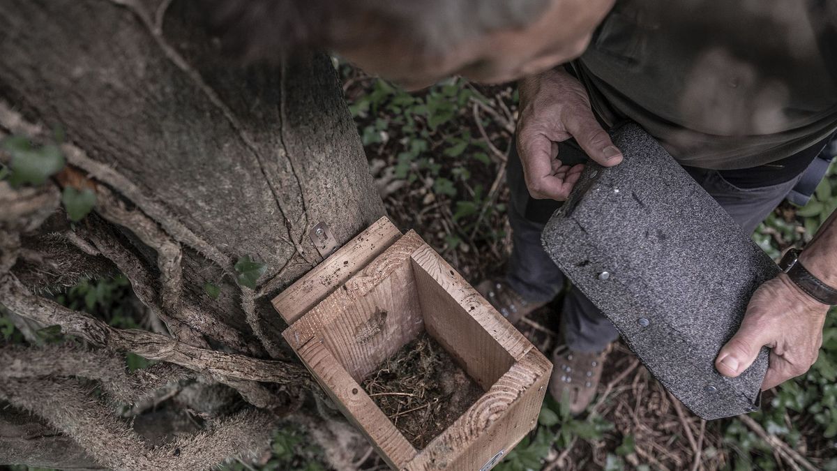 'Zuid-Limburgse eikelmuis bijna uitgestorven'