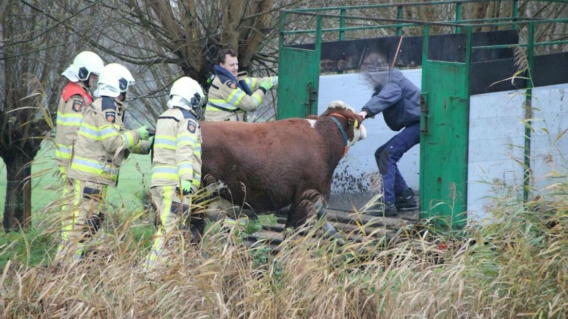 Koe uit het water gered in Raalte