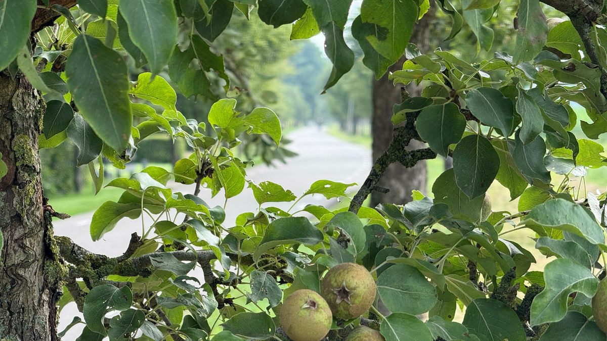 Ruinerwold krijgt duizenden euro's om 'langste boomgaard van Europa' in kaart te brengen