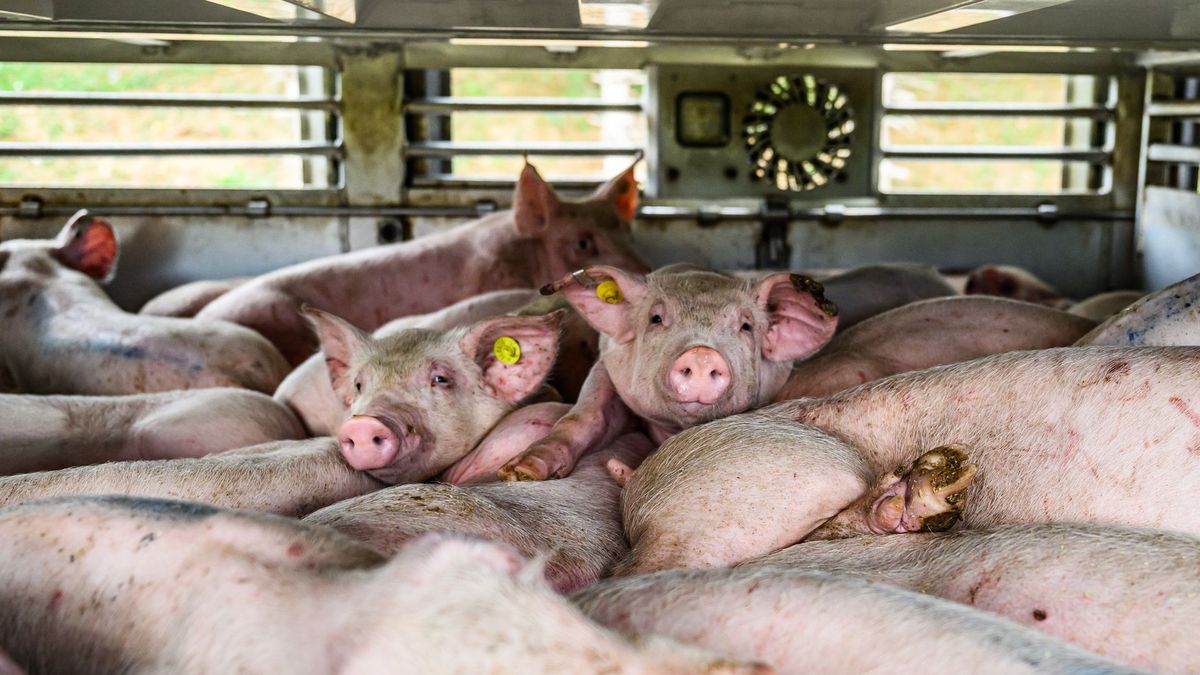 Dierenleed bij biggentransport: 'Heel kwalijk dat bedrijven hiermee wegkomen'