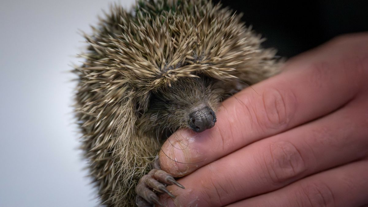 Bezoekers niet meer welkom bij Fûgelhelling: 