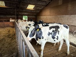 Wolven in stal met jongvee, razende boer jaagt 'niet schuwe' indringers naar buiten