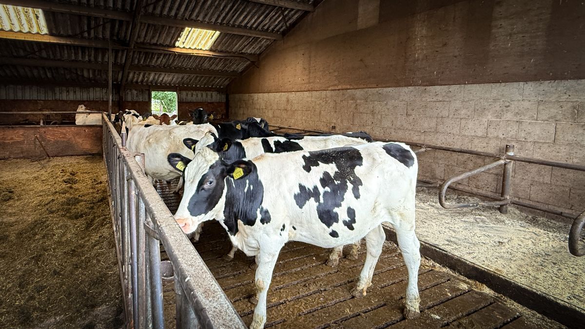 Wolven in stal met jongvee, razende boer jaagt 'niet schuwe' indringers naar buiten