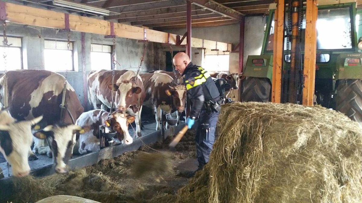 Wijkagent voert koeien na overlijden boer in Wilsum