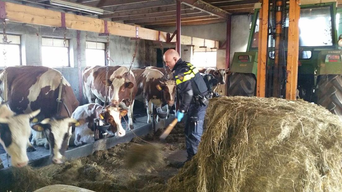 Wijkagent Becker hielp bij het voeren van de koeien na het overlijden van hun eigenaar