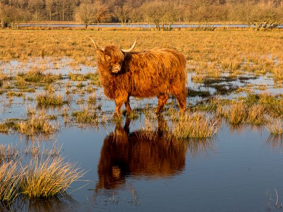 Eigenaar doodgeschoten Schotse hooglander: 'We zijn er naar van'