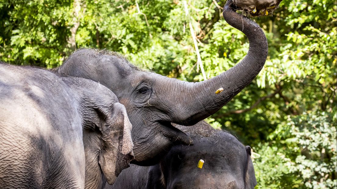 Olifant Irma