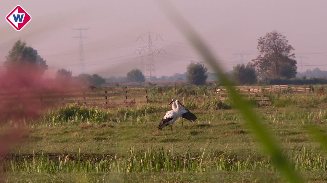 Het Groene Hart, het begeerde land