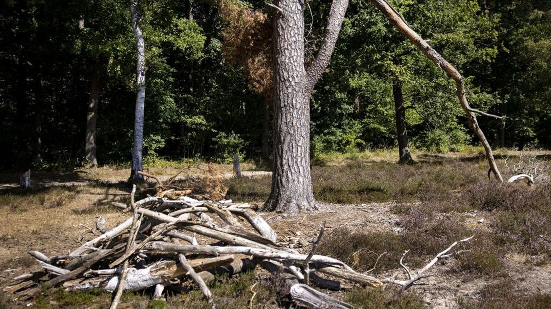 Op de Veluwe is het al tijden erg droog.