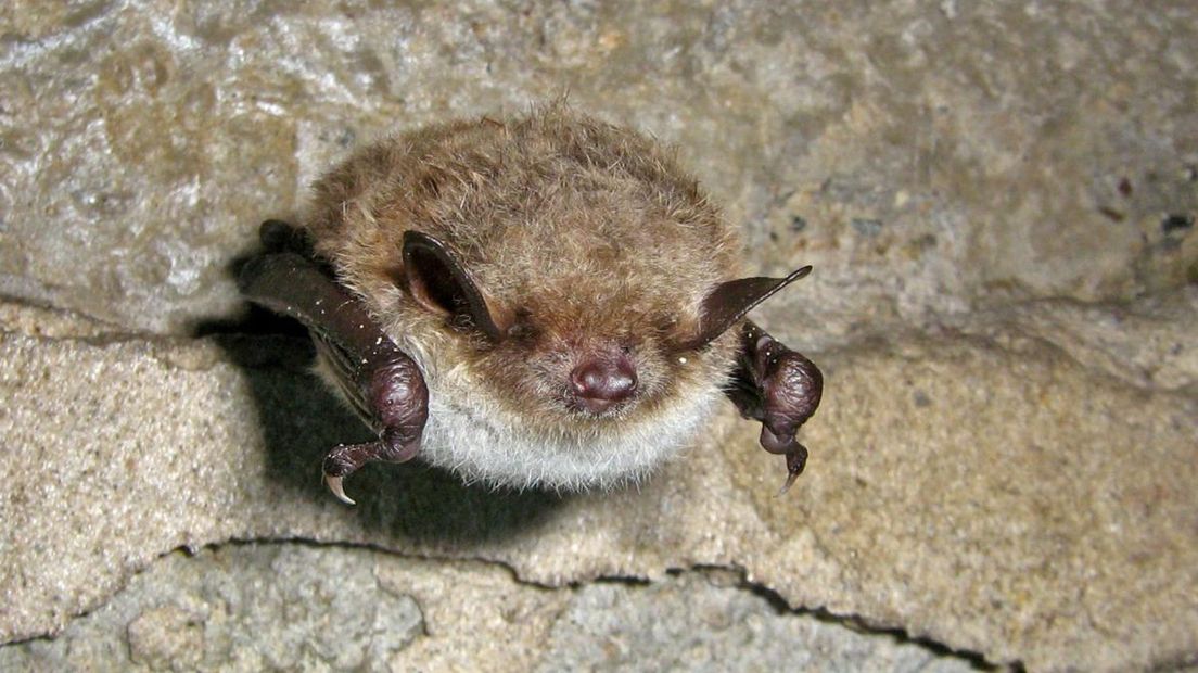 De meervleermuis (Myotis dasycneme) is een grote vleermuis, met relatief brede vleugels met een spanwijdte van 20 tot 30 cm.