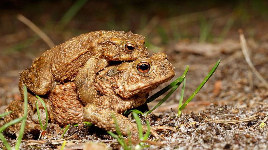 Een paddenmannetje in de Hatertse Vennen is er op tijd bij om een vrouwtje te veroveren.