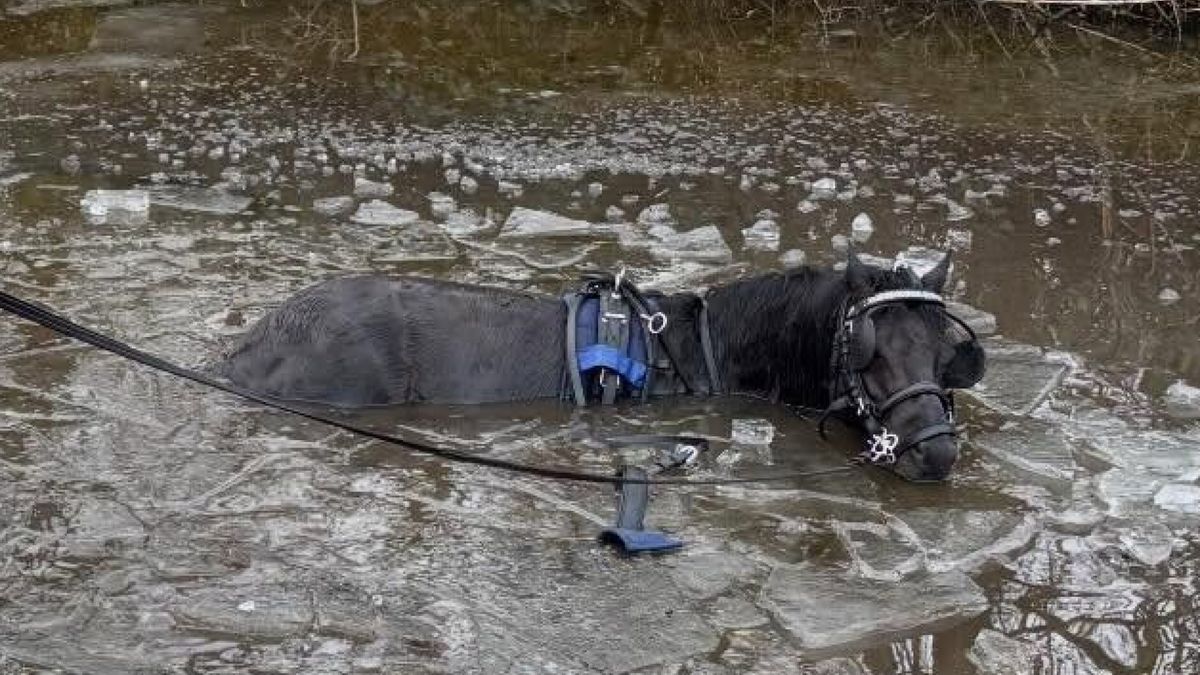 Paardenkoets met jong kind het ijskoude water in