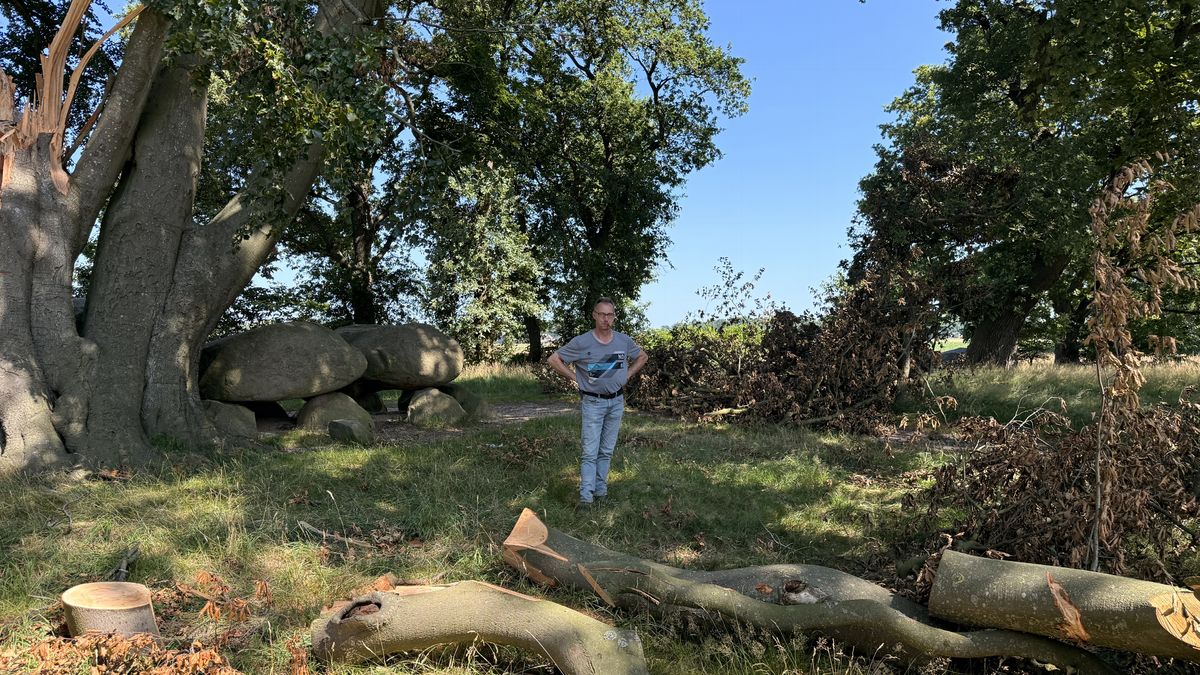 Tak afgebroken van 'heilige' boom bij hunebed in Bronneger: 'Wat is daar gebeurd?'