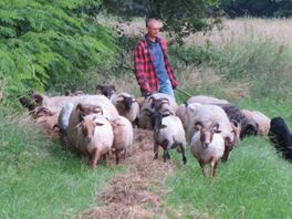 Schapen- en geitenhouders: "Oostelijke provincies zouden alle schapenboeren subsidie moeten geven ter bescherming tegen de wolf"