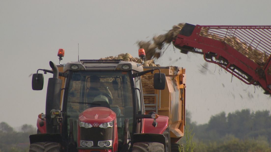 Eerste suikerbieten naar de fabriek (video)