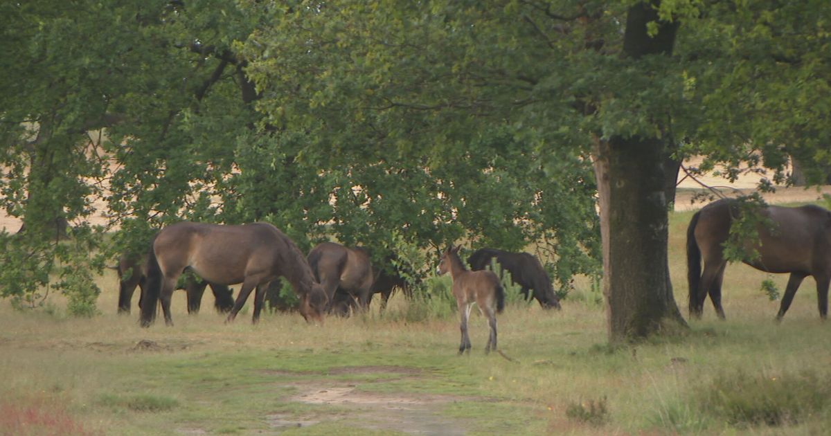 A 3rd foal disappeared inside ten days from the herd of Exmoor ponies on the Aekingerzand