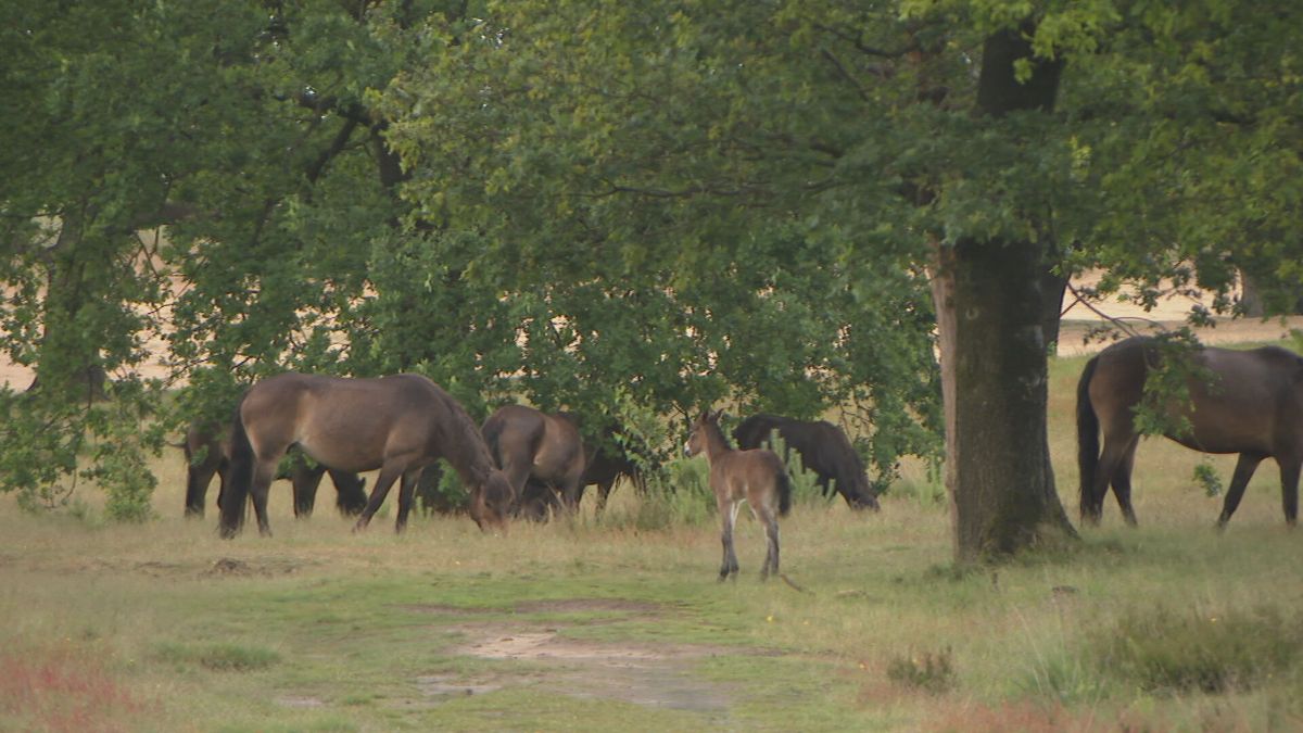 Derde veulen binnen tien dagen verdwenen van kudde exmoorpony's op het Aekingerzand
