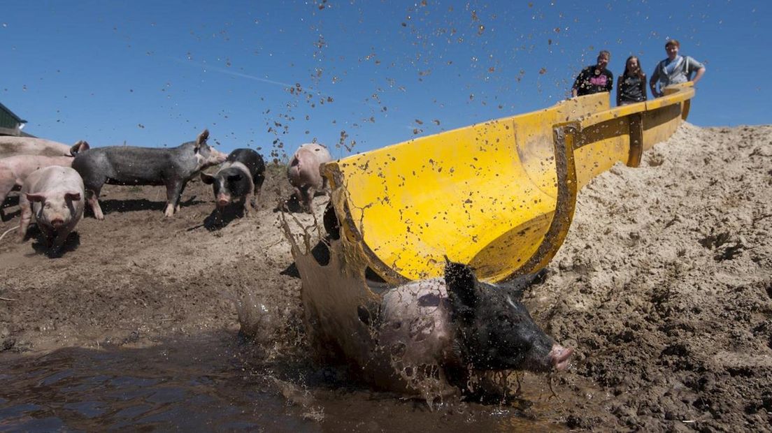 Wereldwijd reacties op varkensglijbaan in Bathmen