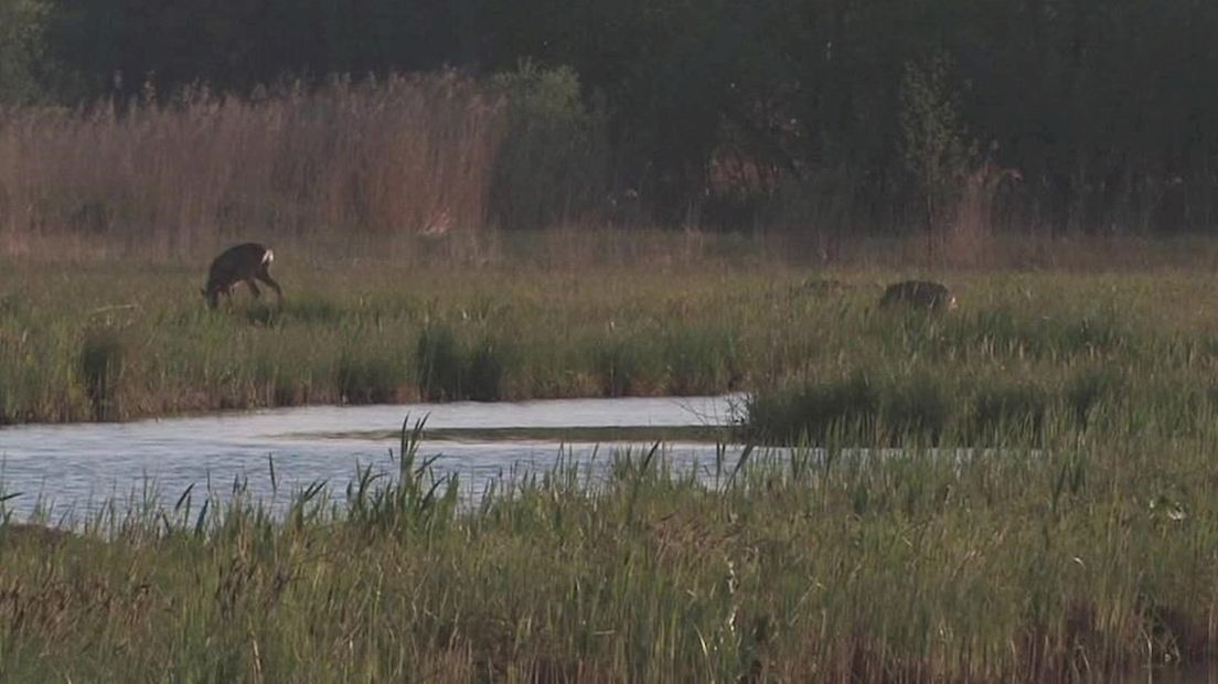 Natuurmonumenten wil groot wild in Overijssel