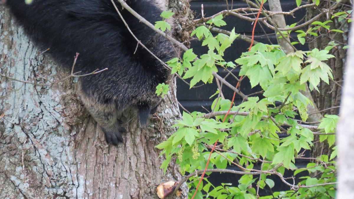 Ontsnapte beermarter zet tanden in achtervolgers
