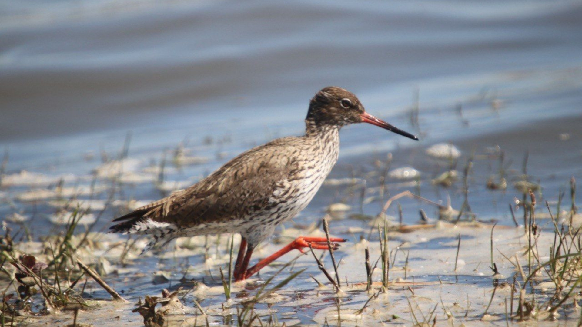 Eropuit in de natuur? Dit is er in mei te doen in Groningen