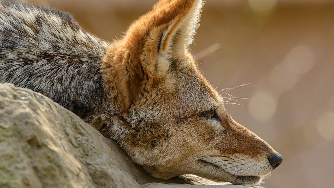 Ook het neefje van de wolf gaat zich in ons land vestigen.