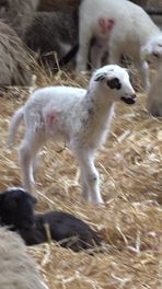 Lammetjes in Weiteveen