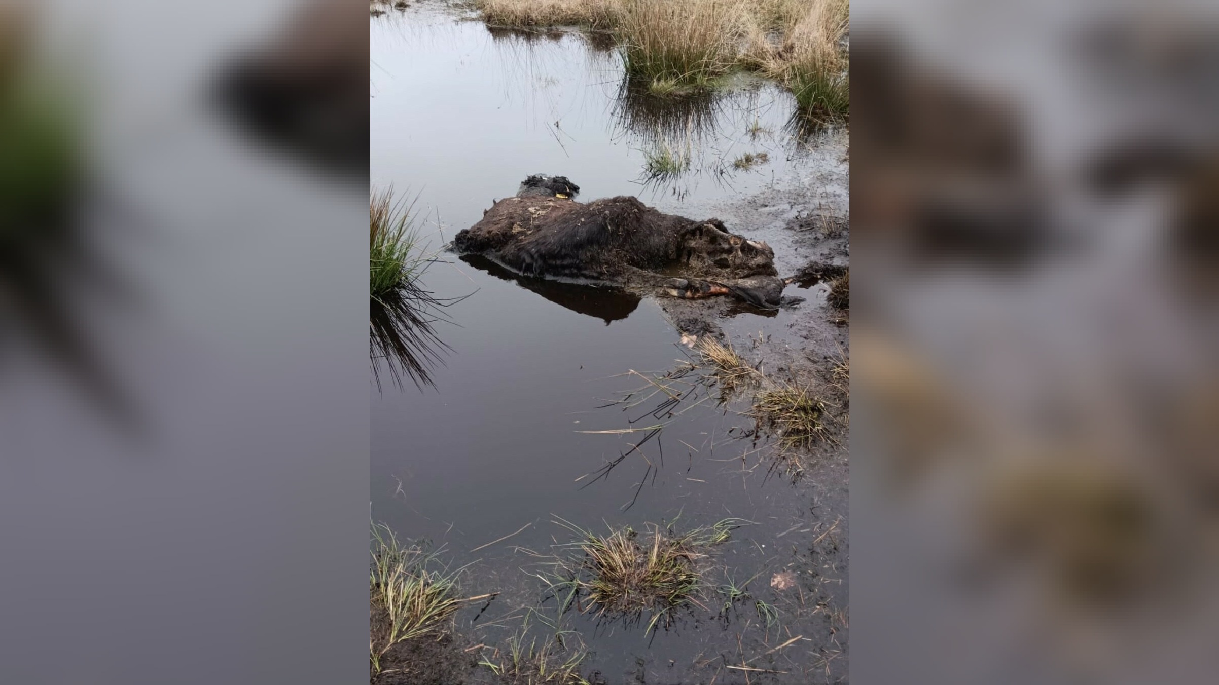 Wolf houdt huis in natuurgebied Elperstroom: in twee jaar tijd alle kalfjes en 25 volwassen runderen opgegeten