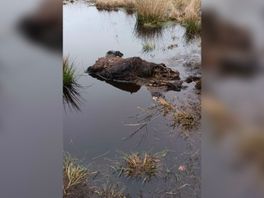 Wolf houdt huis in natuurgebied Elperstroom: in twee jaar tijd alle kalfjes en 25 volwassen runderen opgegeten