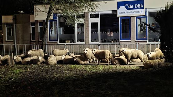 Tientallen schapen aan de wandel, politie grijpt in