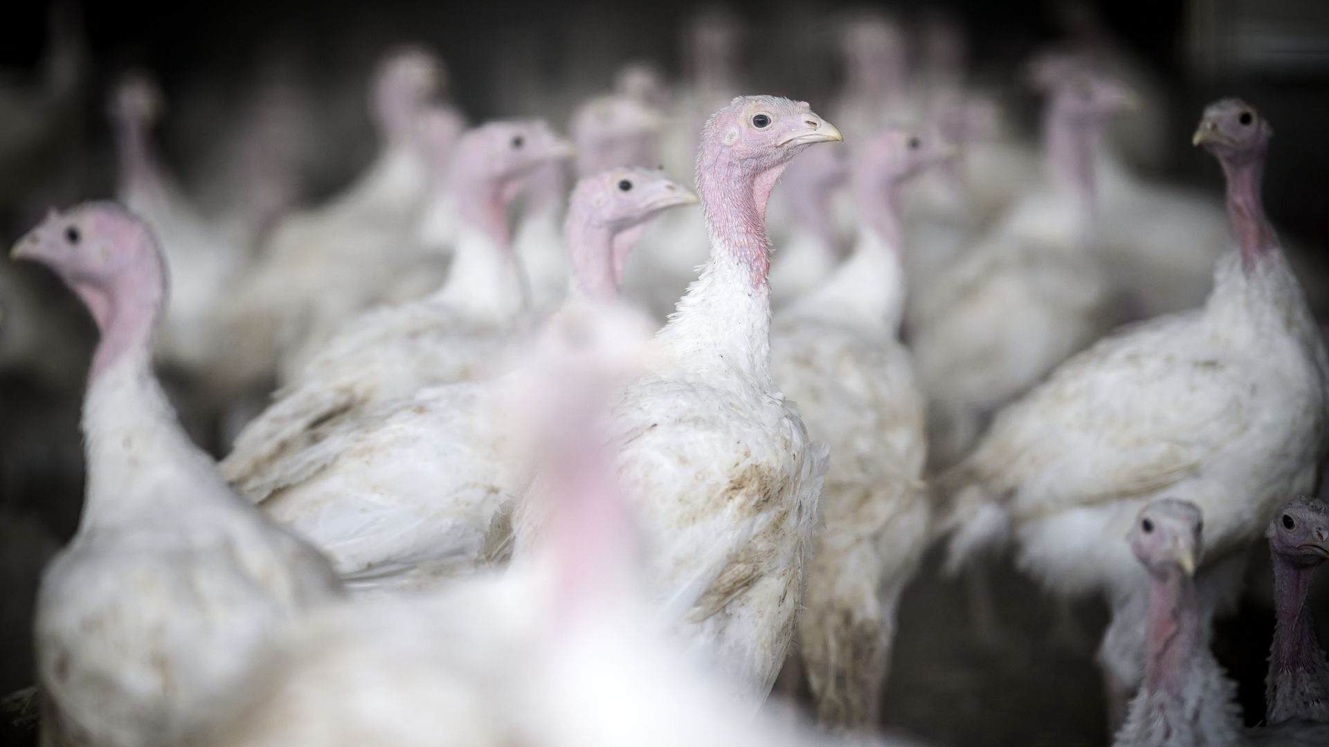 Foto: 'Grootste piekbelaster’ stopt: nieuwe woningen op plek stallen