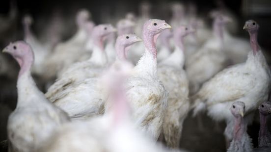 'Grootste piekbelaster’ stopt: nieuwe woningen op plek stallen