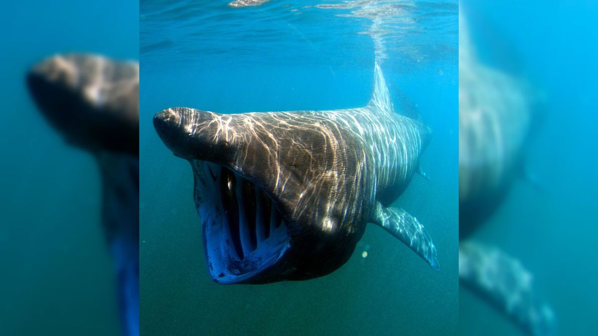 Reuzenhaai gevonden bij Schor van Baarland